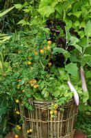 Tomato 'Yellow Pygmy', Raddichio 'Variegata di Castelfranco', Perilla frutescens' Crispa' and Aubergine 'Ping Tung Long' growing in a hessian lined willow basket