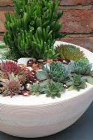 Sempervivum and Crassula ovata selection growing in a ceramic bowl mulched with glass beads and pebbles