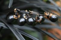 Ophiopogon nigrescens - Ripe berries and foliage