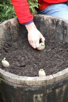 Planting potatoes in barrel
