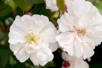 Rosa 'Adelaide D'Orleans' - Rambler rose
