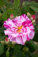 Rosa Mundi - Gallica Rose