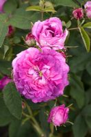 Rosa gallica 'Belle de Crecy'