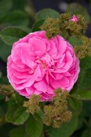 Rosa centifolia 'Chapeau de Napolean' - Crested Moss Rose 1826