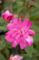 Rosa 'Old Blush' 1789 - China Rose 