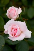 Rosa 'A Whiter Shade of Pale'
