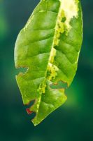 Vine weevil damage to variegated Rhododendron leaf
