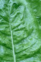 Beta vulgaris 'Perpetual Spinach Beet'