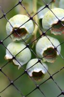 Vaccinium corymbosum 'Glodtraube' - Ripening organic Blueberries protected from birds with netting