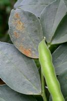 Vicia faba 'Green Windsor' a Heritage variety 1809 - Early signs of rust on organic broad bean leaves