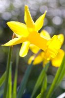 Narcissus cyclamineus 'Peeping Tom'