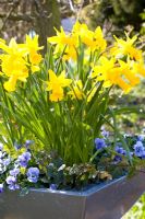 Narcissus cyclamineus 'Peeping Tom' with Viola in metal container