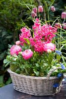 Hyacinthus 'Multiflora Pink' with Ranunculus and Fritillaria meleagris in basket container