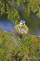 Blue Tit perched on branch to dry feathers