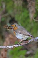 Erithracus rubecula - Robin perching on branch with beak full of dead leaves for nest building