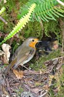 Robin at nest in mossy bank 