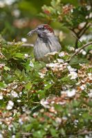 Passer domesticus - Male house sparrow  carrying feather for nest building