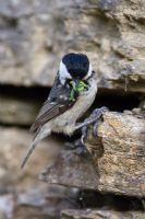 Parus ater - Coal tit at nest hole in wall with beakfull of caterpillers