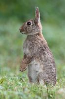 Oryctolagus cuniculis - Rabbit standing up to check for danger