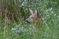 Capreolus capreolus - Roe deer - Doe or female standing in long grass alert