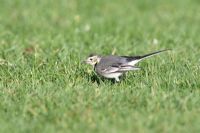 Pied Wagtail hunting for insects in short grass 