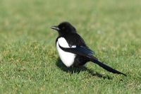 Magpie standing on grass with worm, Carmarthenshire 