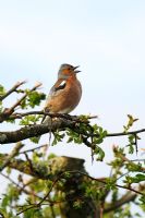 Chaffinch - Male perched in Hawthorn singing 