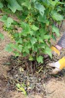 Applying mulch to base of black currant plant with comfrey leaves