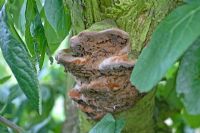 Phellinus pomaceus - Plum Heart Rot, hoof shaped fungus on plum tree trunk