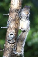 Sciurus carolinensis - Grey squirrel feeding from bird seed feeder