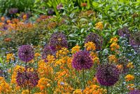 June border with Allium 'Purple Sensation', Siberian wallflower Cheiranthus x allionii 'Orange King' and Myosotis 