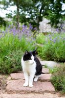 Cat in herb garden on stone path with lavender in background - Tirups Herb Garden  
