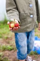 Child picking strawberries 