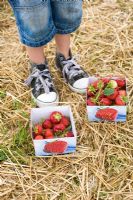 Child picking strawberries and putting them into paper cartons