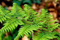 Dryopteris austriaca - Broad buckler fern