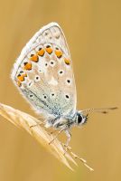 Polyommatus icarus - Common Blue butterfly