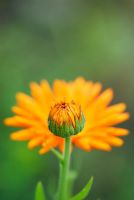 Calendula officinalis - Pot Marigold flowers