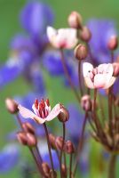 Butomus umbellatus - Flowering rush