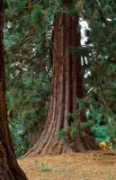 Sequoiadendron giganteum - Giant redwoods in the woodland - Batsford Arboretum, Gloucestershire