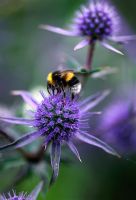 Bee on Eryngium planum 'Blaukappe'