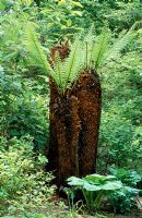 Dicksonia fibrosathe - Tree fern in the woodland at Abbey House, Wiltshire