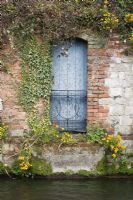 Old blue door with decorative iron safety railing in brick wall, leading to river -  Ivy, Clematis and Wallflowers surrounding door