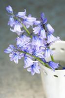 Bluebells in white vase