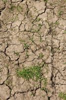 Dry cracked earth with sporadic grass growth