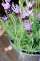Lavandula stoechas 'Papillon' - French Lavender