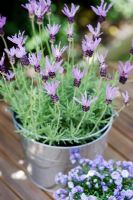 Lavandula stoechas 'Papillon' - French Lavender