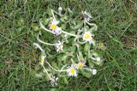 Daisy showing effect of 'weed and feed' treatment on lawn