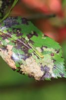 Endelomyia aethiops - Rose slug sawfly larva feeding on top surface of rose leaf