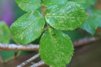 Damage to upper leaf surface or Rose by Rose Leaf Hopper