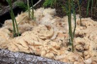 Asparagus bed mulched with sheep's wool as a slow release food source